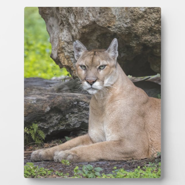 Florida Panther 8 x 10 mit Easel Fotoplatte (Vorderseite)
