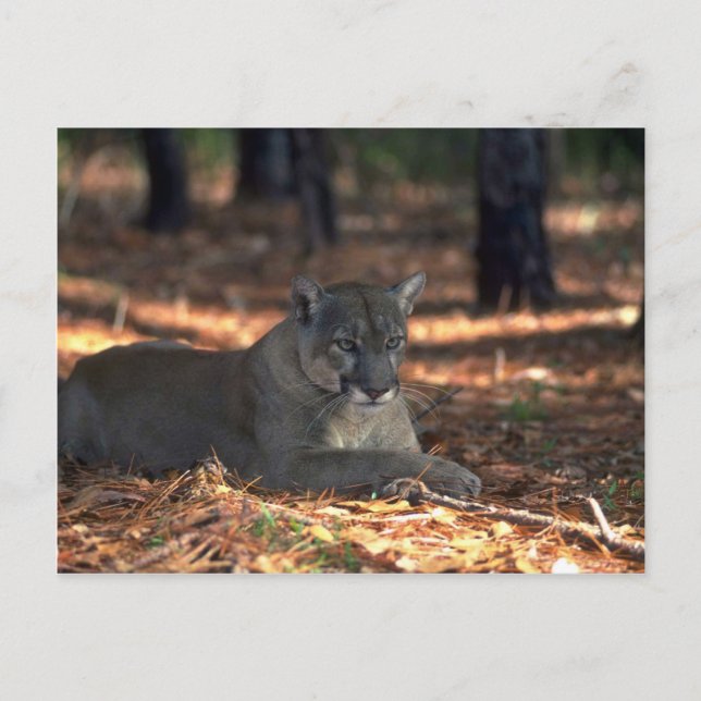 Florida """"Panther""" (Cougar) liegen Postkarte (Vorderseite)