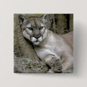 Florida-Panther, Felis concolor coryi, Button