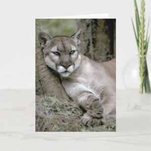 Florida-Panther, Felis concolor coryi, Karte