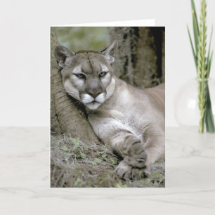 Florida-Panther, Felis concolor coryi, Karte