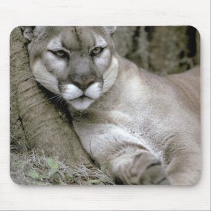 Florida-Panther, Felis concolor coryi, Mousepad