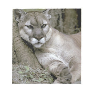 Florida-Panther, Felis concolor coryi, Notizblock