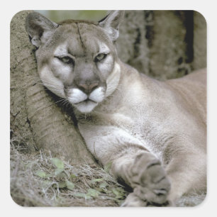 Florida-Panther, Felis concolor coryi, Quadratischer Aufkleber