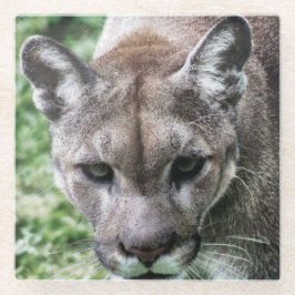FLORIDA PANTHER- GETRÄNKKÜSTE GLASUNTERSETZER