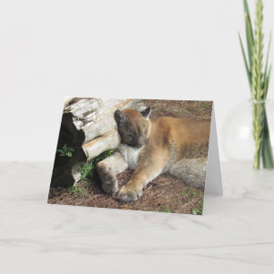 Florida Panther Greeting Card Karte