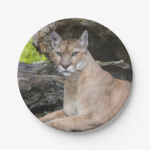 Florida-Panther-Papier-Teller Pappteller