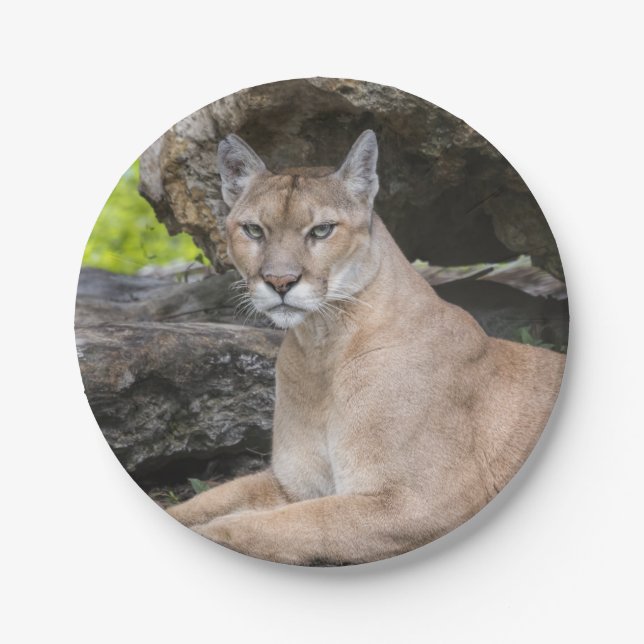 Florida-Panther-Papier-Teller Pappteller (Vorderseite)