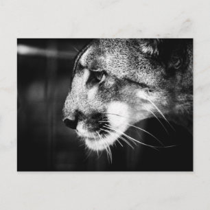 Florida Panther Postcard Postkarte