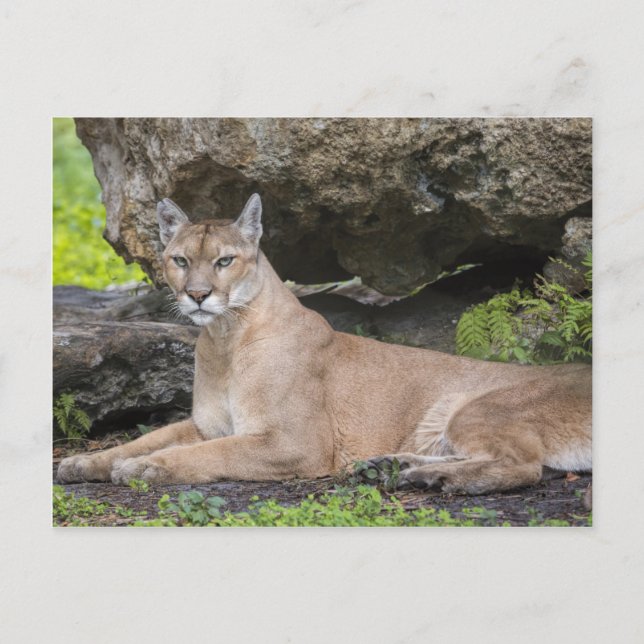 Florida Panther Postcard Postkarte (Vorderseite)