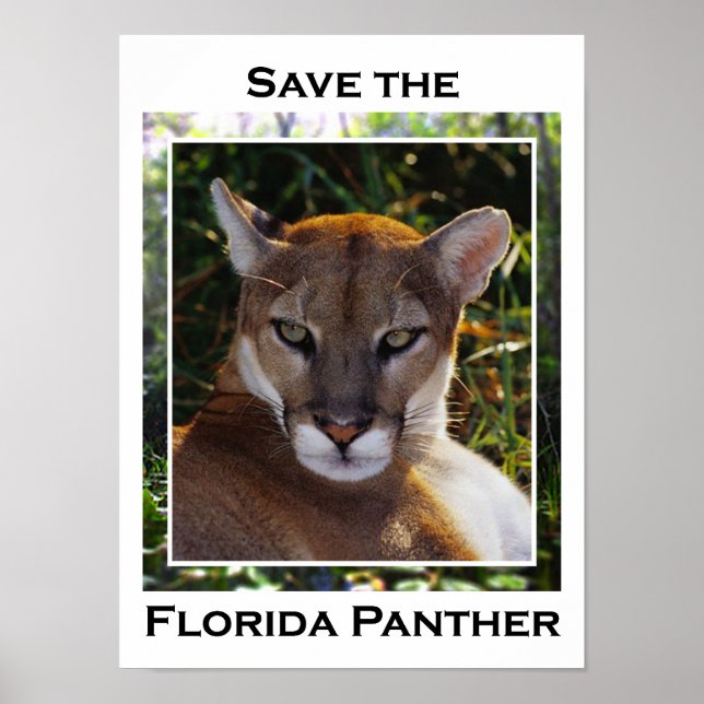 Florida Panther Poster (Vorne)