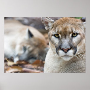 Florida-Panther Poster