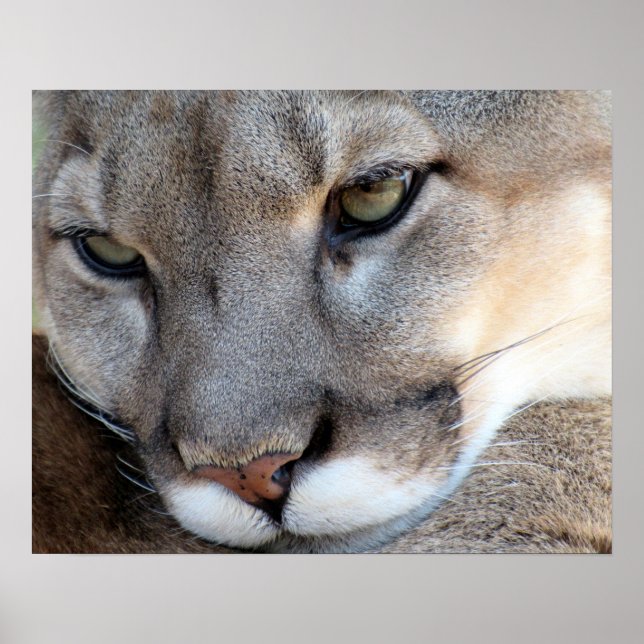 Florida Panther Poster (4071) (Vorne)