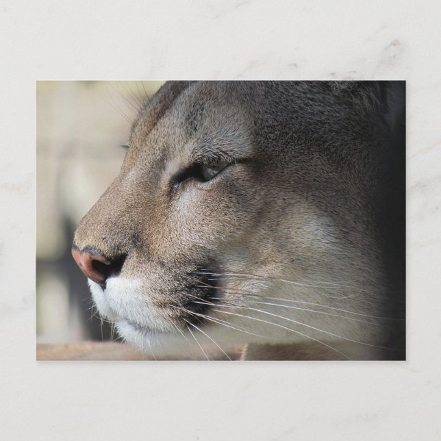 Florida Panther Postkarte (Vorderseite)