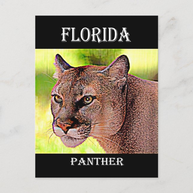 Florida Panther Postkarte (Vorderseite)