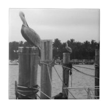 Florida, Pelican auf der Boatdockfliese