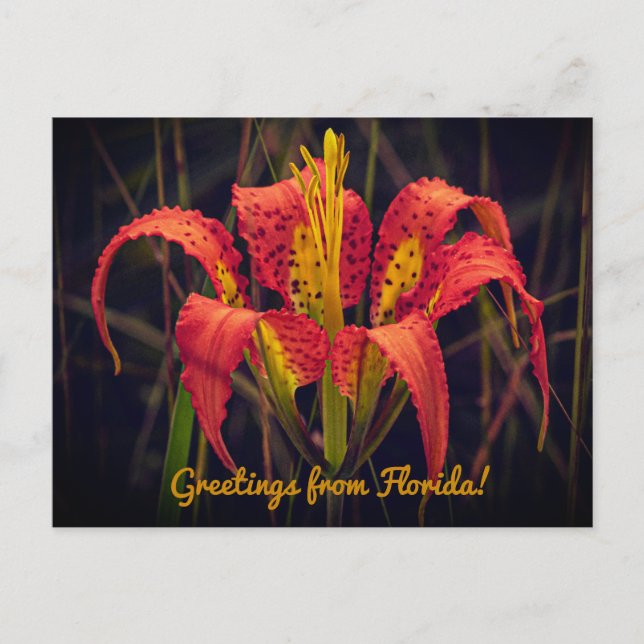 Florida-Pine-Lily-Grußkarte Postkarte (Vorderseite)