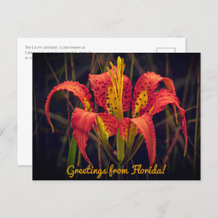 Florida Pine Lily Postcard Postkarte