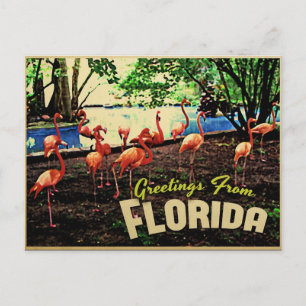 Florida Pink Flamingos Postkarte