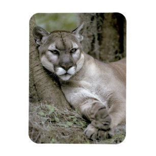Florida-Puma, Felis concolor coryi, Magnet