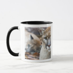 Florida-Puma Tasse