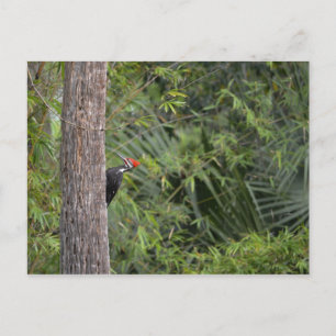 Florida Red Headed Pileated Woodpecker Profil Postkarte
