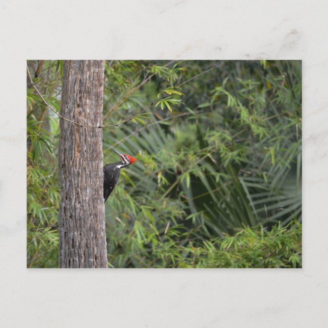 Florida Red Headed Pileated Woodpecker Profil Postkarte (Vorderseite)