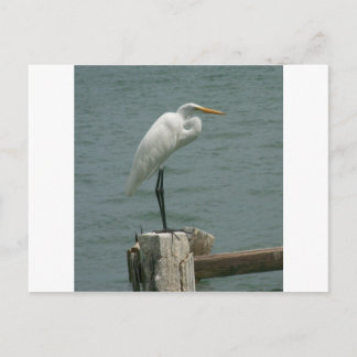 Florida-Reiher Postkarte