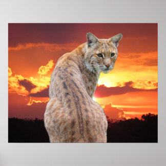 Florida Rotluchs mit atemberaubendem Sonnenunterga Poster