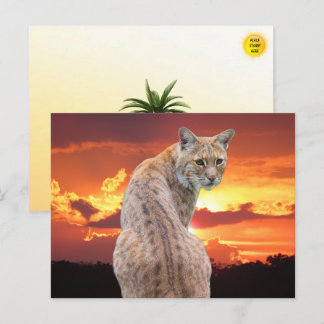 Florida Rotluchs mit atemberaubendem Sonnenunterga Postkarte