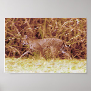 Florida-Rotluchs Poster