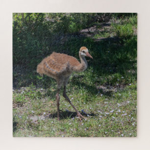 Florida Sandhill Crane Juvenile Baby Bird Picture Puzzle