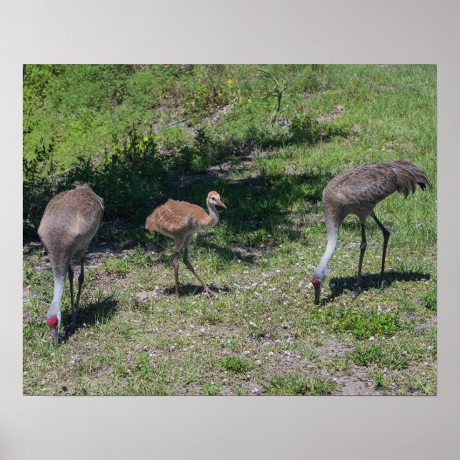 Florida Sandhill Cranes Familienfotos Poster (Vorne)