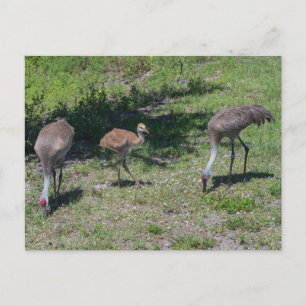 Florida Sandhill Cranes Familienfotos Postkarte