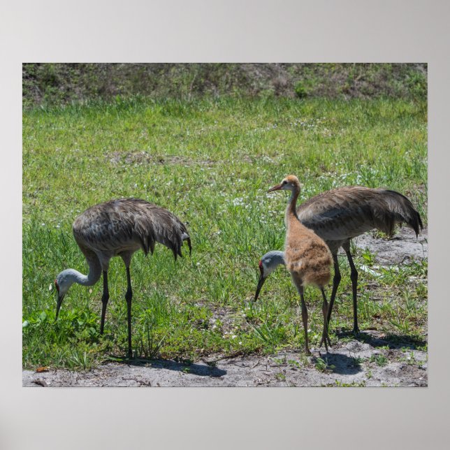 Florida Sandhill Cranes Naturfotografie Poster (Vorne)