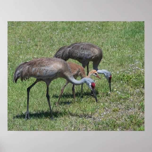 Florida Sandhill Cranes Wandern auf dem grünen Fel Poster (Vorne)