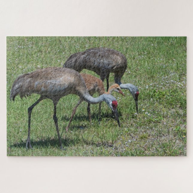 Florida Sandhill Cranes Wandern auf dem grünen Fel Puzzle (Horizontal)