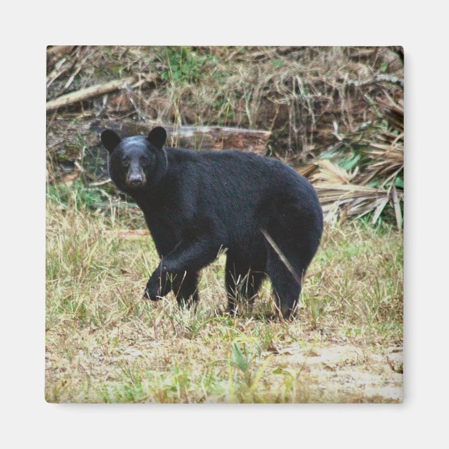 Florida-Schwarzbär Magnet (Vorne)