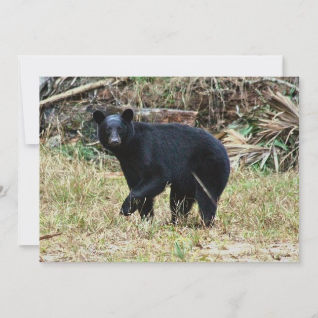 Florida-Schwarzbär Mitteilungskarte (Vorderseite)
