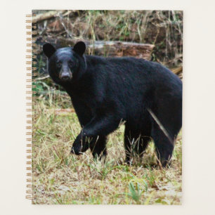 Florida-Schwarzbär Planer
