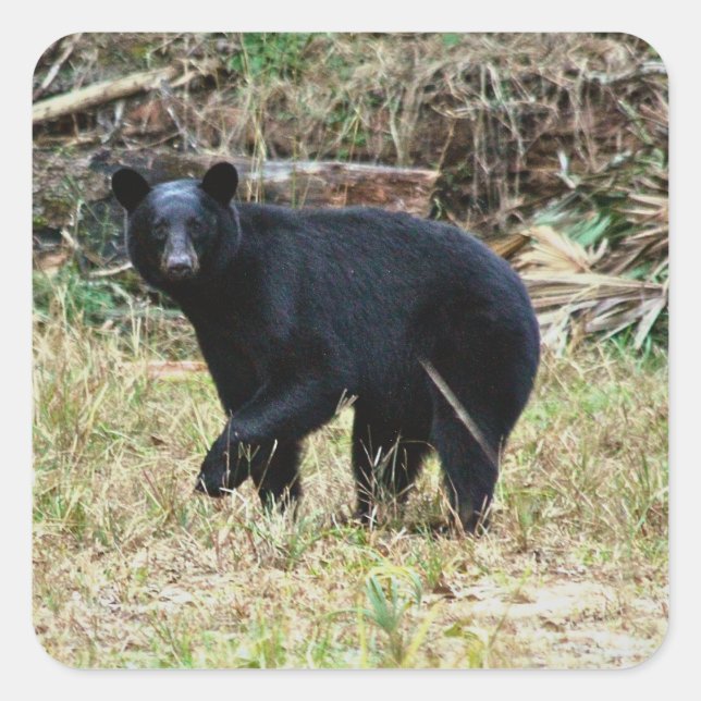 Florida-Schwarzbär Quadratischer Aufkleber (Vorderseite)
