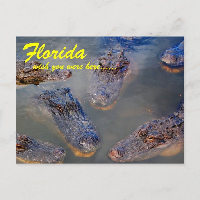 Florida Schwimmbad Postkarte (Vorderseite)