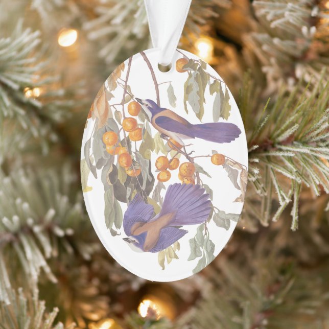 Florida Scrub Jay Audubon Bird Pair auf Orange Tre Ornament (Baum)
