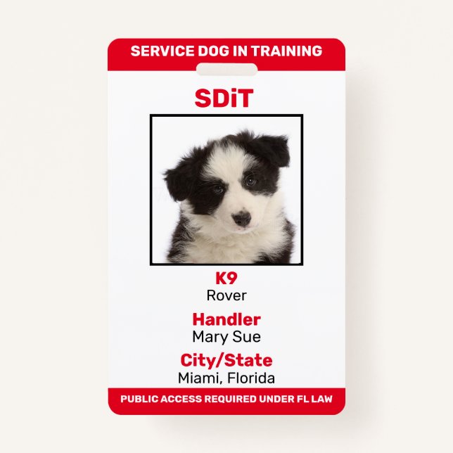 Florida SDiT (Service Dog In Training) Info-Abzeic Ausweis (Vorderseite)