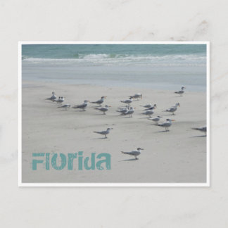 Florida Sea Birds Postkarte