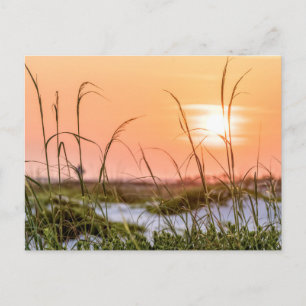 Florida Sea Oates Sunrise Post Card Postkarte