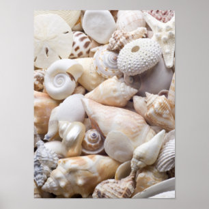 Florida Sea Shell Background - Beach Shells Custom Poster