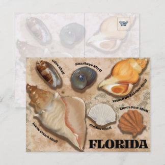Florida Seashell Postcard Postkarte
