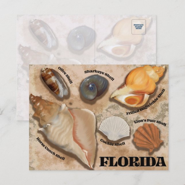 Florida Seashell Postcard Postkarte (Vorne/Hinten)