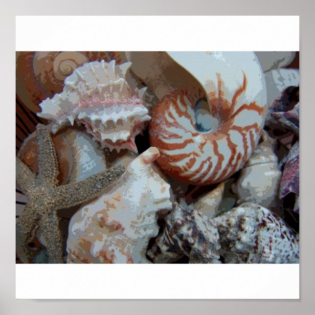 Florida Seashells Poster (Vorne)